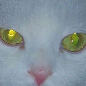 Meet your Posher, Gabriel